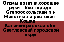 Отдам котят в хорошие руки - Все города, Старооскольский р-н Животные и растения » Кошки   . Калининградская обл.,Светловский городской округ 